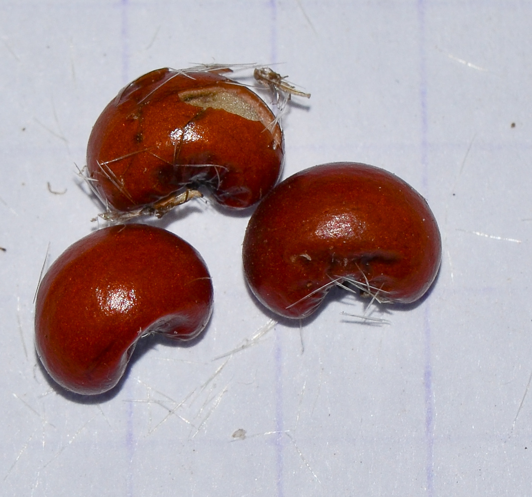 Image of Lagunaria patersonia specimen.