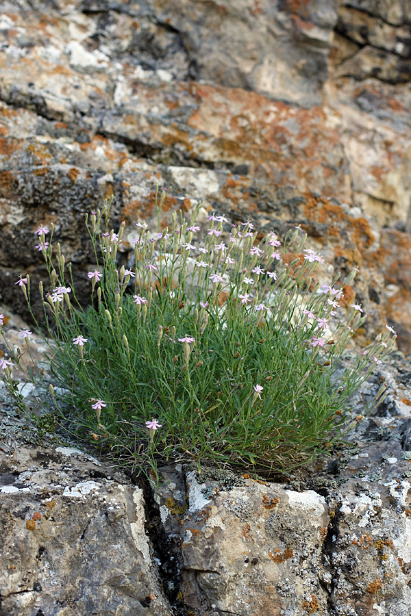 Image of Silene guntensis specimen.