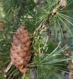 Larix decidua. Часть веточки с шишкой. Германия, г. Дюссельдорф, Ботанический сад университета. 04.09.2013.
