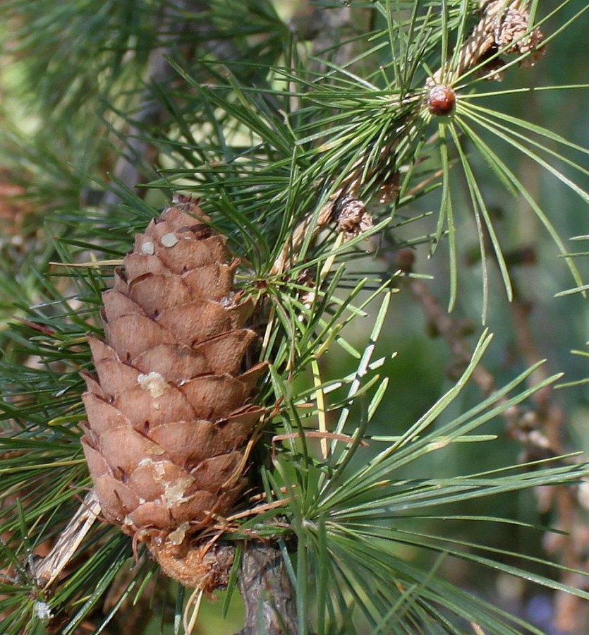 Image of Larix decidua specimen.