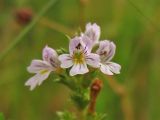 Euphrasia stricta. Верхушка соцветия. Нидерланды, провинция Groningen, национальный парк Lauwersmeer, влажный луг. 28 июня 2008 г.