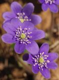 Hepatica nobilis. Цветки. Московская обл., г. Дубна, лесопарк. 31.03.2007.