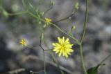 Crepis подвид turkestanica