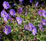 genus Geranium