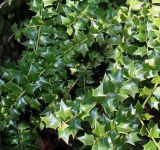 Ilex bioritsensis