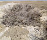 Suaeda fruticosa. Вегетирующее растение в русле водотока. Израиль, северная оконечность Мёртвого моря, солончак Брихот Бейт Арава. 30.01.2014.