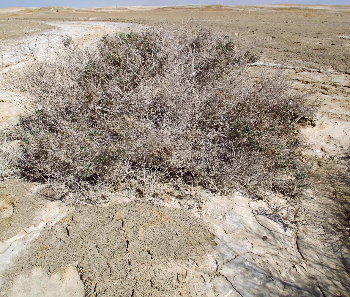 Image of Suaeda fruticosa specimen.