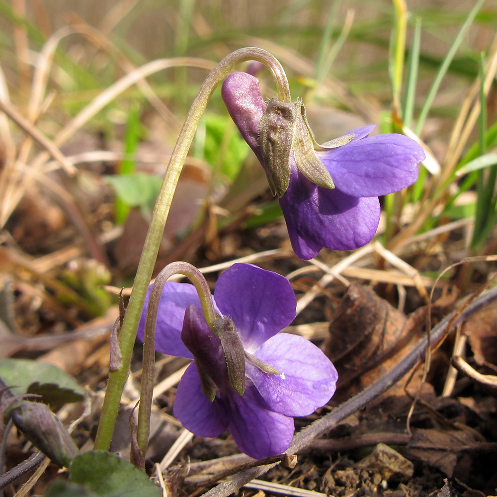 Изображение особи Viola dehnhardtii.