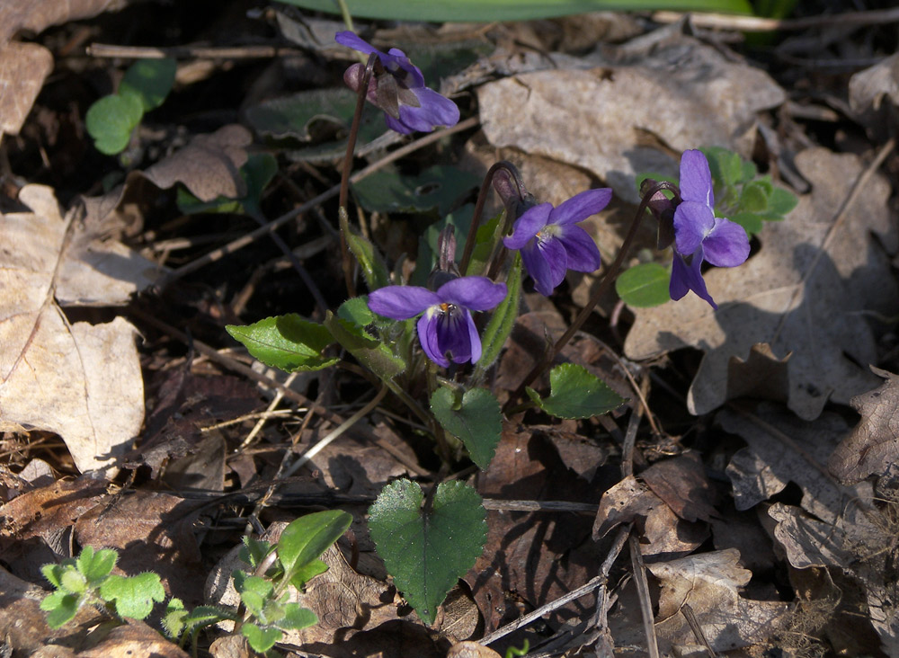 Image of Viola dehnhardtii specimen.