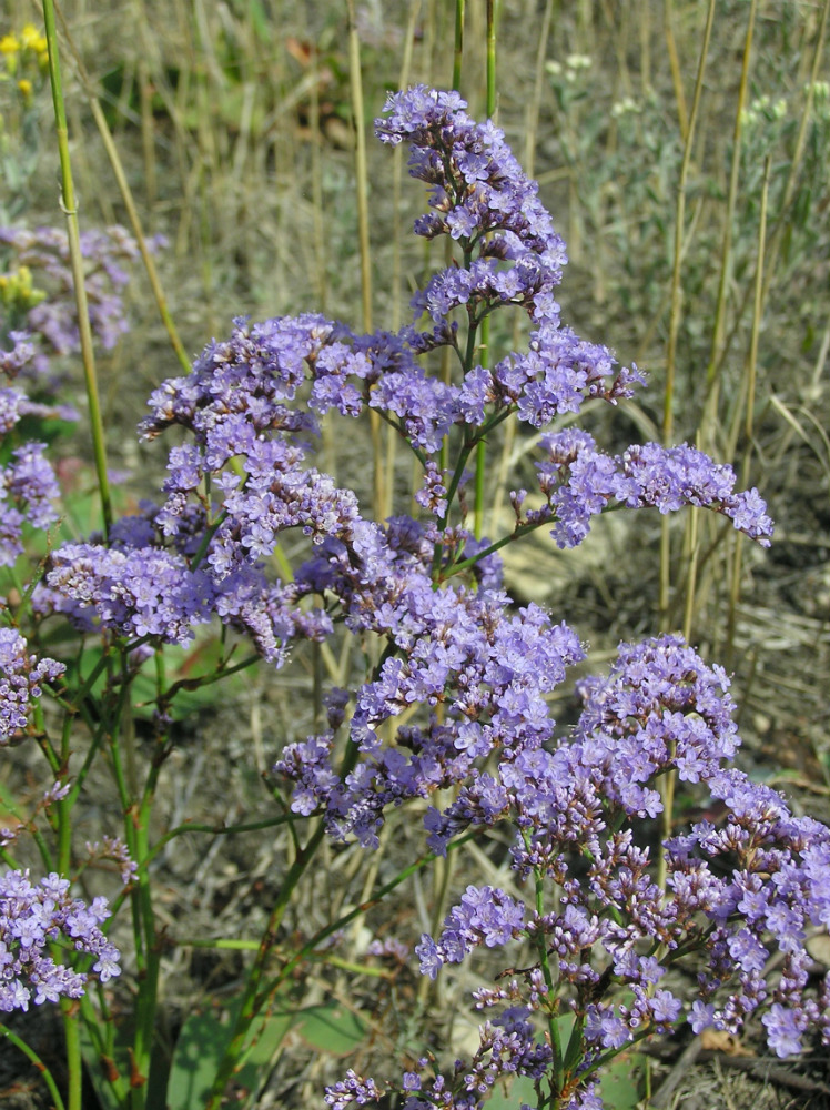Image of Limonium gmelinii specimen.
