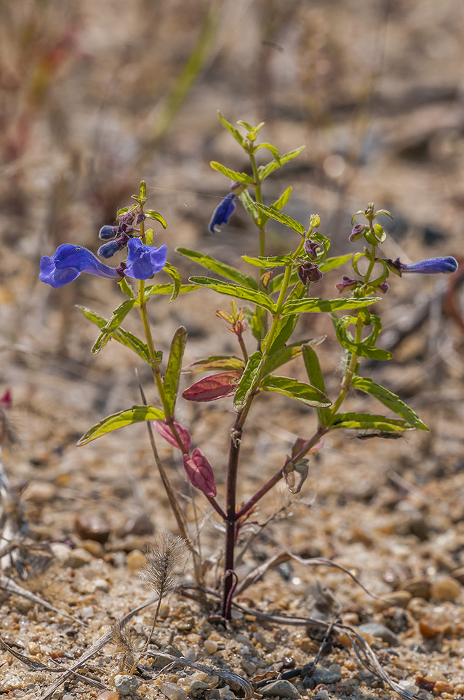 Image of genus Scutellaria specimen.
