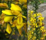 Ulex europaea. Цветки и цветущий побег. ФРГ, Нижняя Саксония, Ольденбург, ботанический сад Ольденбургского университета. Апрель 2007 г.