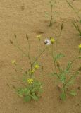 Senecio viscosus