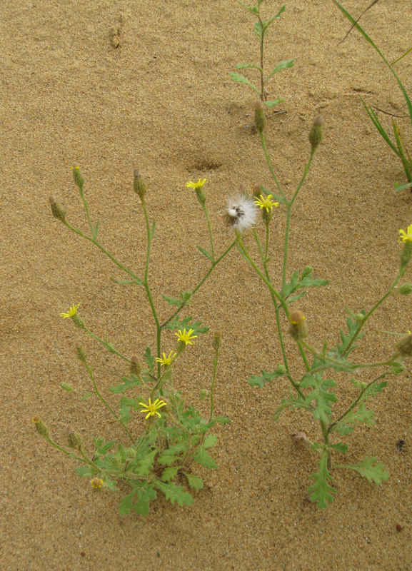 Изображение особи Senecio viscosus.