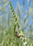 Melilotus albus. Соцветие с фуражирующей пчелой. Восточный Казахстан, Уланский р-н, окр. с. Украинка, луг. 22.07.2005.