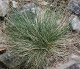 Festuca amethystina