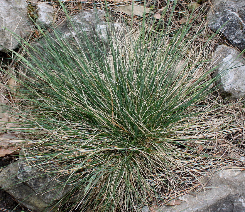 Image of Festuca amethystina specimen.