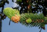 Picea abies