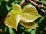 Tilia cordata. Молодые листья. Ярославль, Петропавловский парк. 25 мая 2014 г.