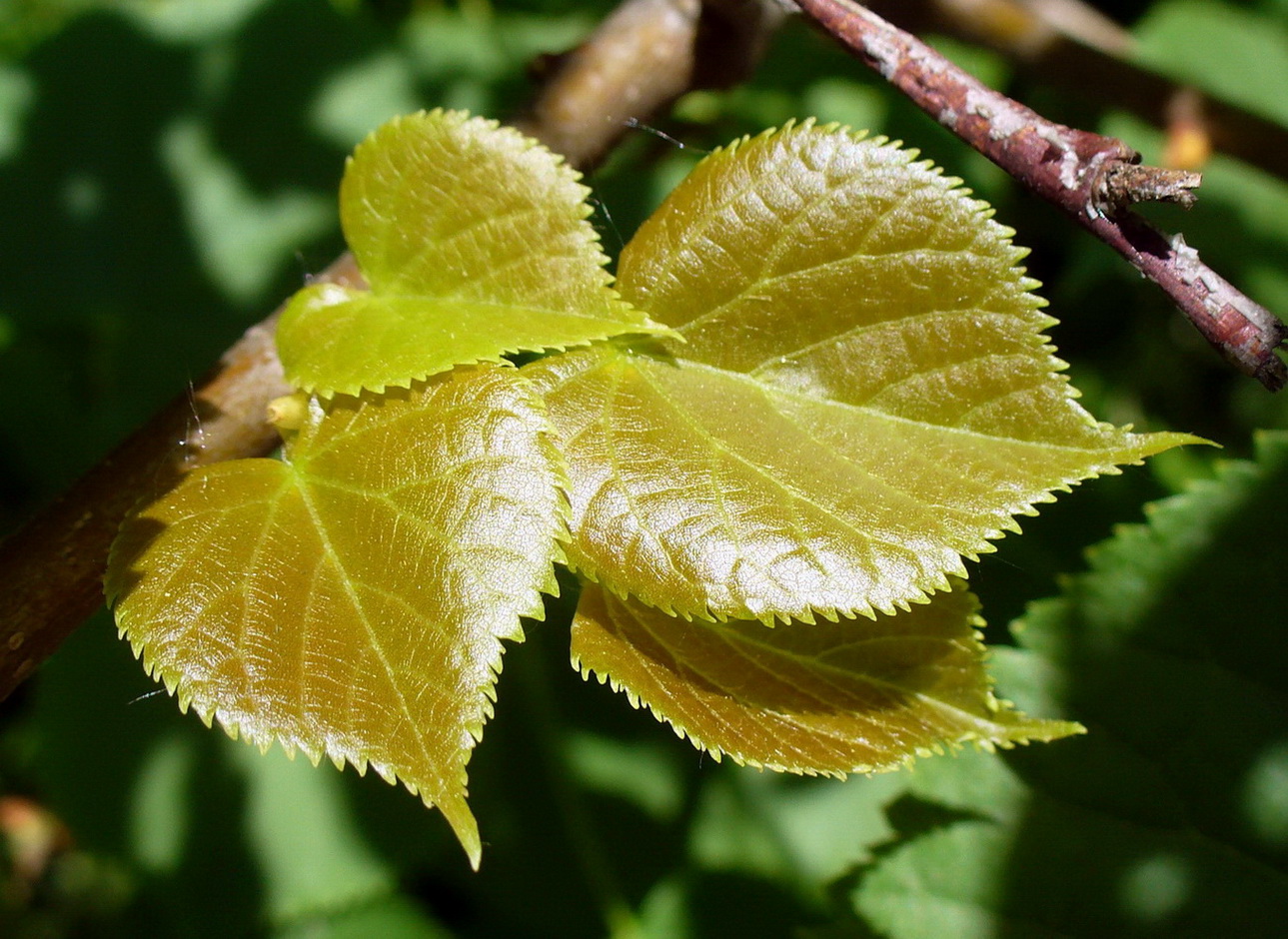 Изображение особи Tilia cordata.