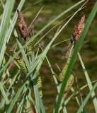 Carex acutiformis. Верхние части побегов с соцветиями и соплодиями. Германия, г. Дюссельдорф, Ботанический сад университета. 04.05.2014.