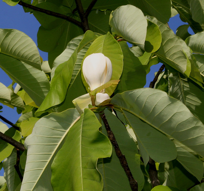 Изображение особи Magnolia hypoleuca.