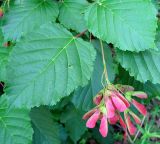 Acer tataricum