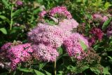 Spiraea japonica