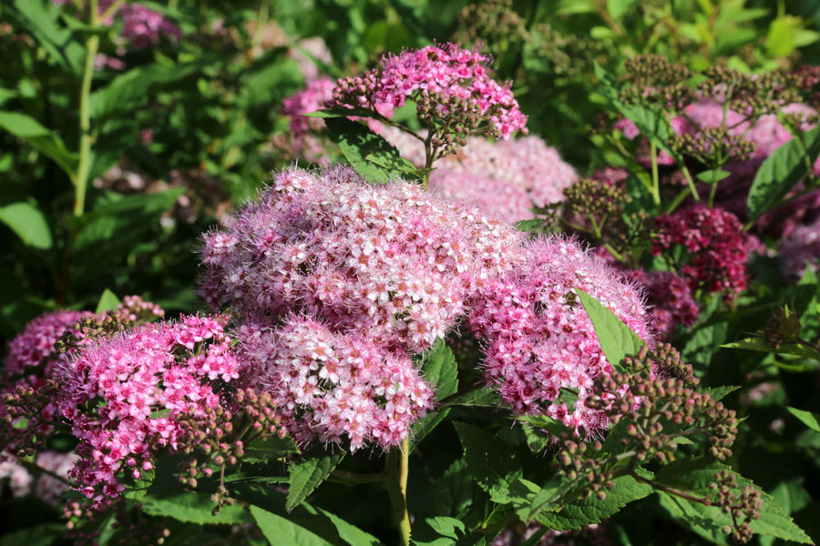 Image of Spiraea japonica specimen.