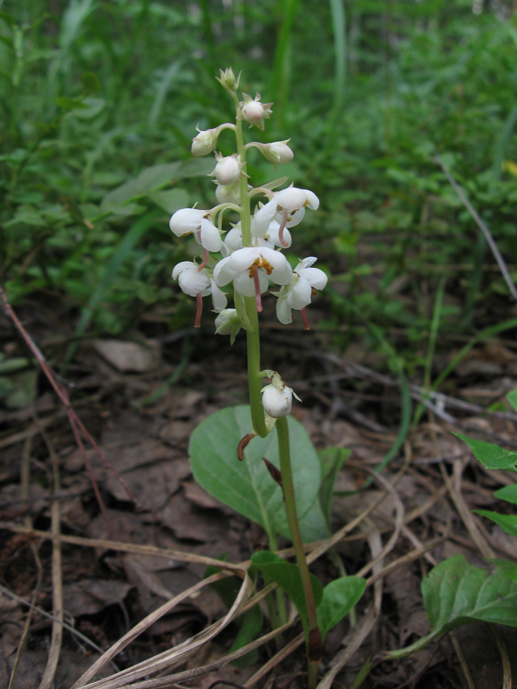 Image of Pyrola rotundifolia specimen.