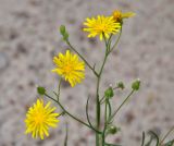 Crepis tectorum. Верхушка побега с соцветиями. Псковское озеро, остров Верхний. 14.06.2014.