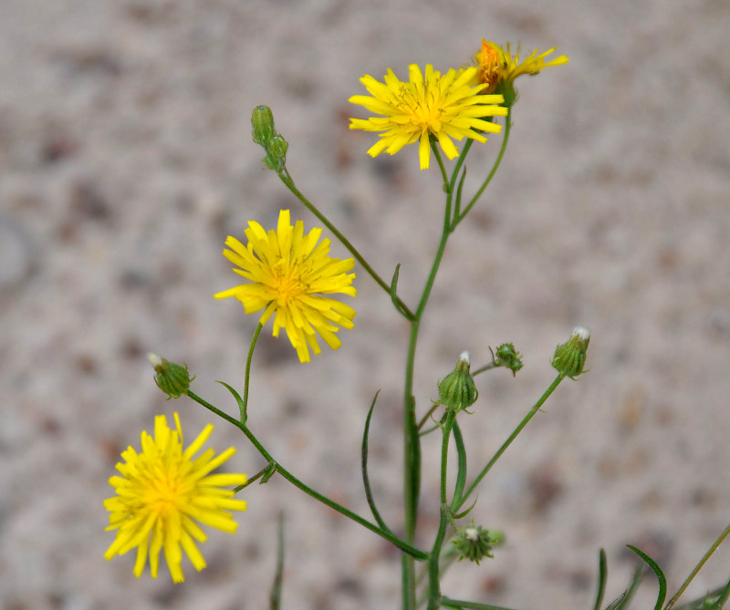 Изображение особи Crepis tectorum.