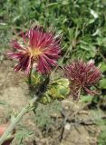 Centaurea rubriflora. Верхушка цветущего растения. Крым, окр. Феодосии, Лисья бухта, приморская терраса. 1 июля 2014 г.