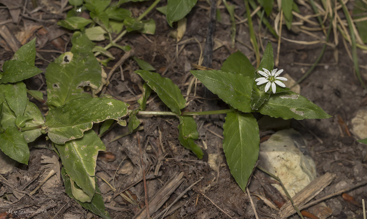 Image of Myosoton aquaticum specimen.