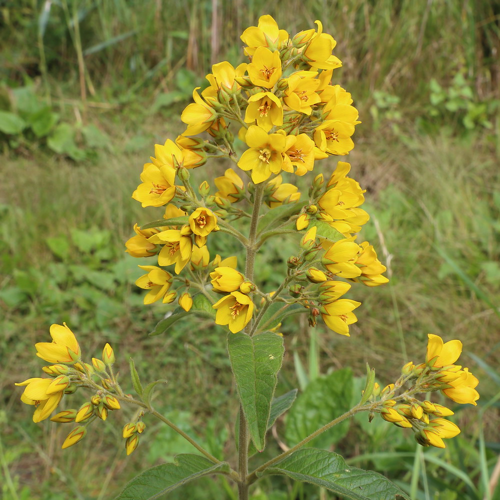 Изображение особи Lysimachia vulgaris.