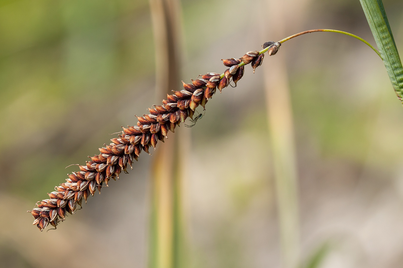 Image of Carex flacca specimen.