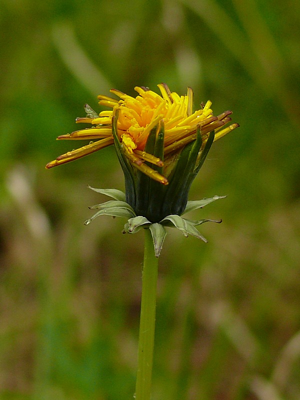 Image of Taraxacum croceum specimen.