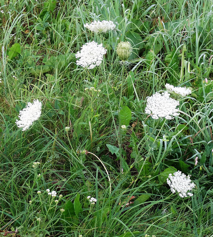 Image of Daucus carota specimen.