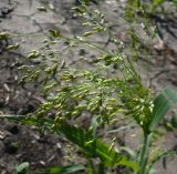 Panicum miliaceum ssp. ruderale