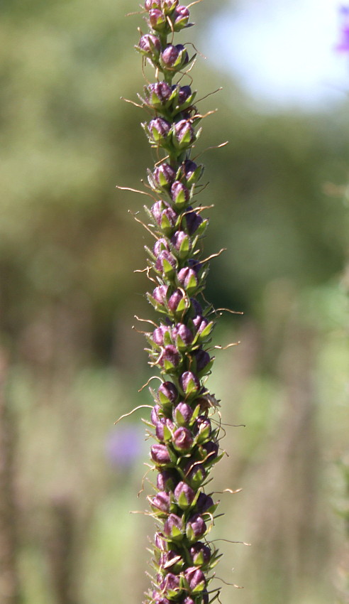 Image of Veronica spicata specimen.