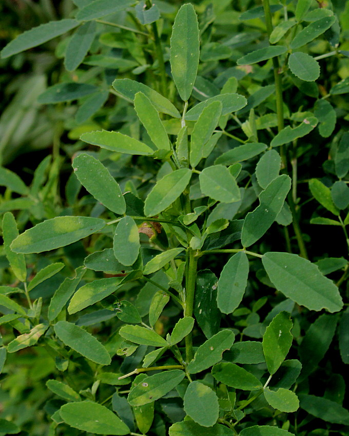 Image of Melilotus albus specimen.