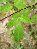 Bidens frondosa