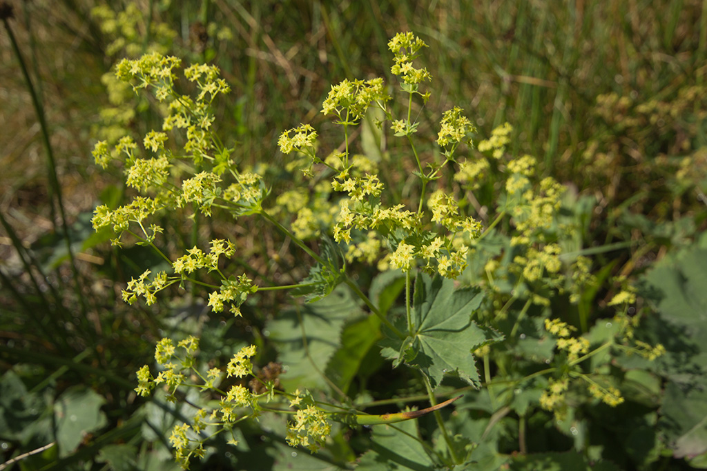 Изображение особи род Alchemilla.