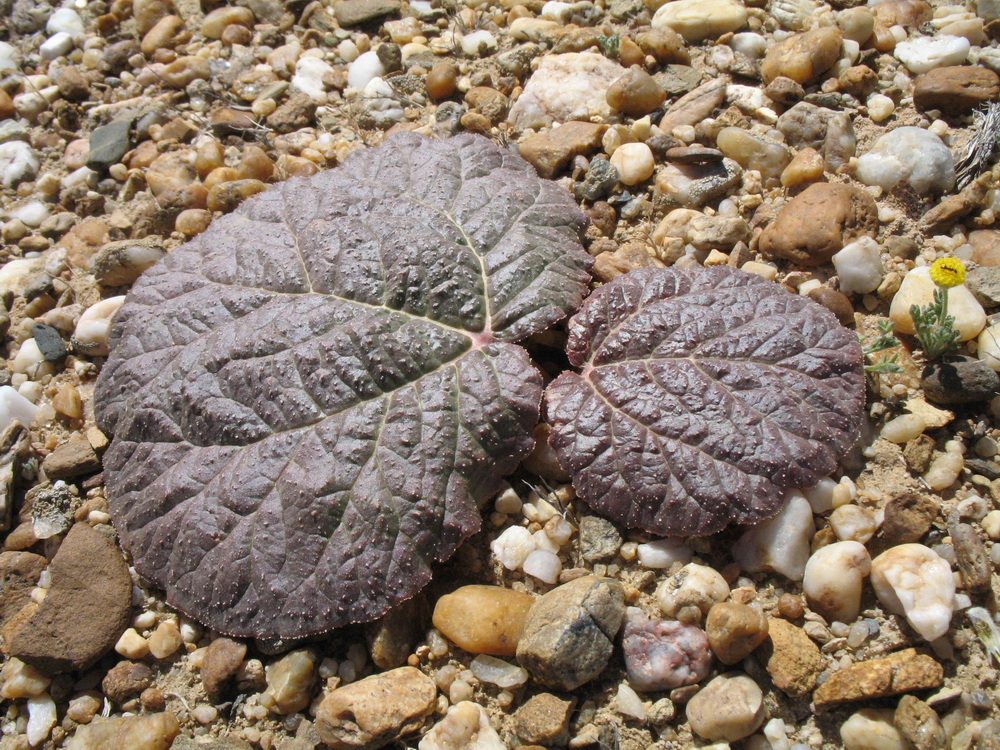 Image of Rheum nanum specimen.