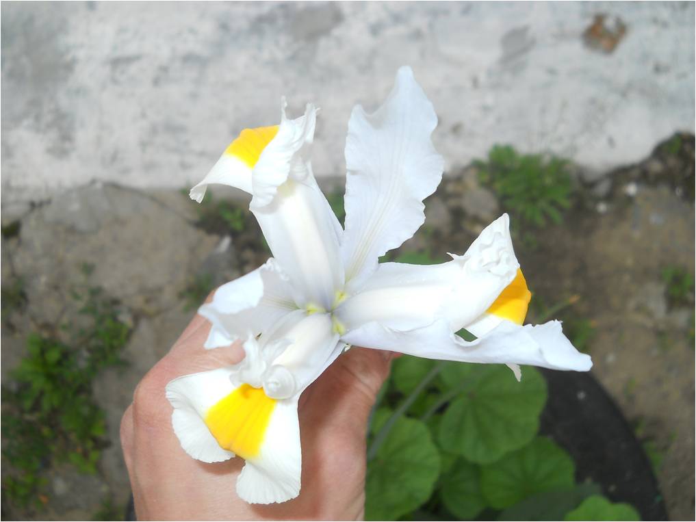 Image of Iris &times; hollandica specimen.