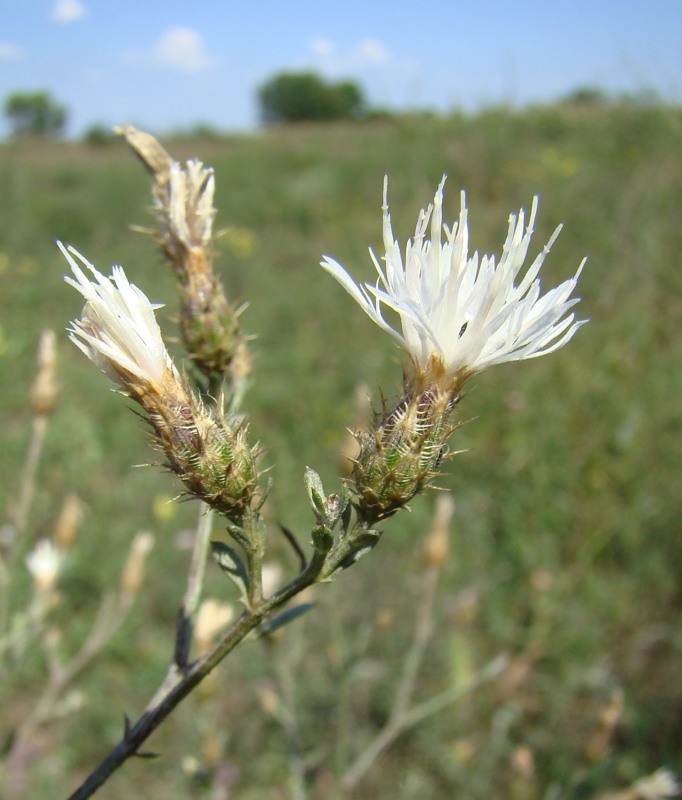 Image of Centaurea diffusa specimen.
