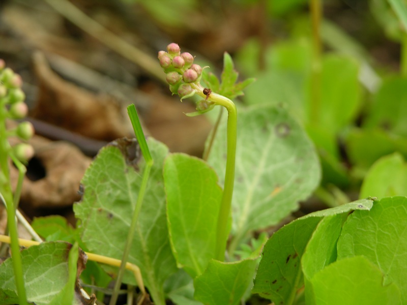 Image of Orthilia secunda specimen.