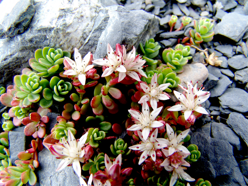 Image of Sedum stevenianum specimen.