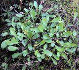 Leucanthemum vulgare