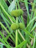 Sagittaria sagittifolia. Плоды. Старица р. Луги, Ленинградская обл., август.